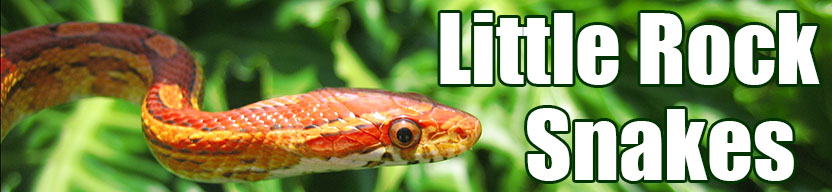 Little Rock snake
